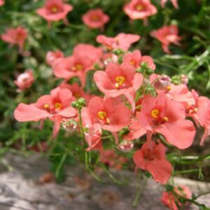 Diascie (Diascia cordata)