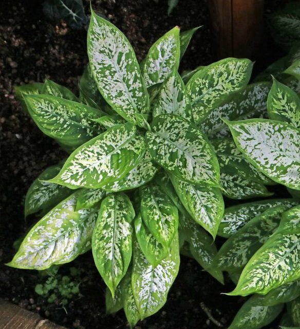 Difenbachie 2 Dieffenbachia bowmannii ‘Exotica’ s krémově mramorovanými listy