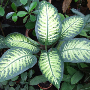 Difenbachie (Dieffenbachia)