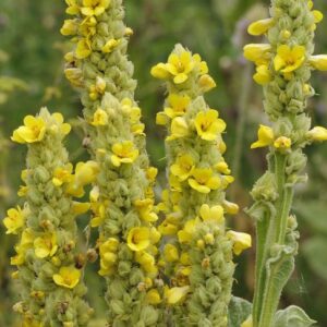 Divizna velkokvětá (Verbascum densiflorum)
