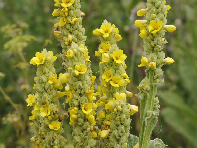 Divizna velkokvětá (Verbascum densiflorum)