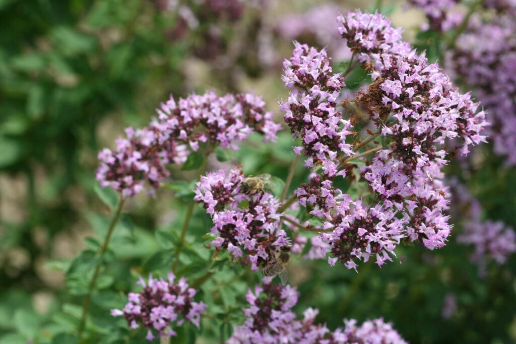 Dobromysl obecná (Origanum vulgare)