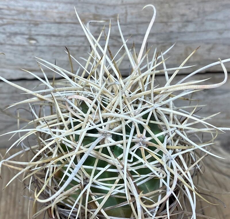 Ferokaktus 2 Ferocactus acanthodes