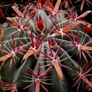Ferocactus latispinus