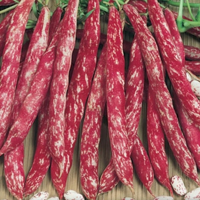 Keříčková fazole 'Borlotto di Vigevano nano'