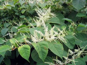 Řez keřů a popínavých dřevin: kompletní průvodce 11 Křídlatka (Fallopia spp.)
