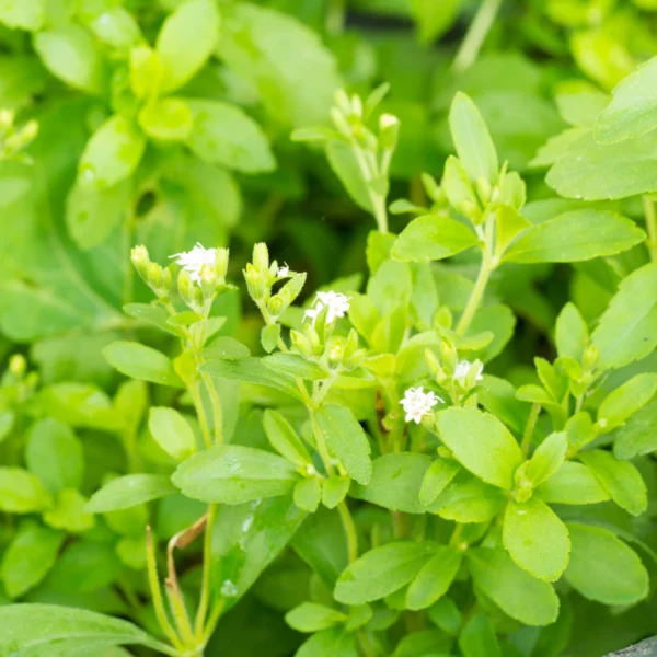 Stévie 1 Keřík stévie (Stevia rebaudiana) se sladkými zelenými listy v květináči