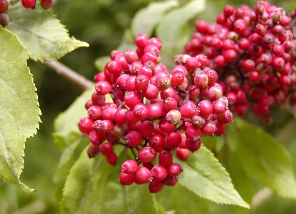Bez červený 2 Bez červený (Sambucus racemosa)