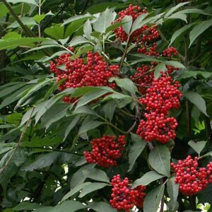 Bez červený (Sambucus racemosa)