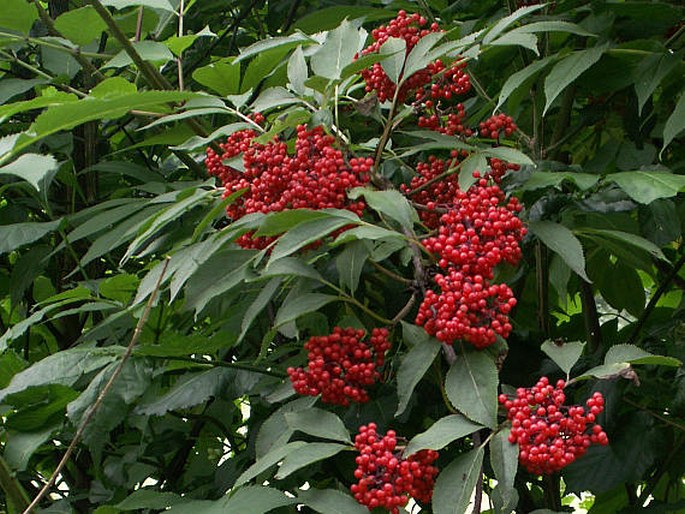 Bez červený 1 Bez červený (Sambucus racemosa)
