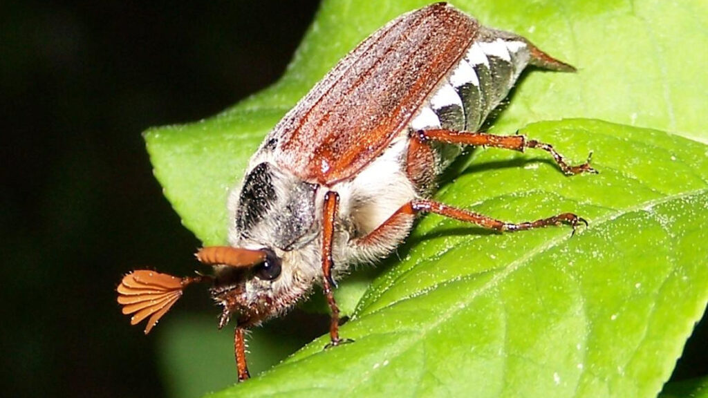 Chitin 1 Chitin
