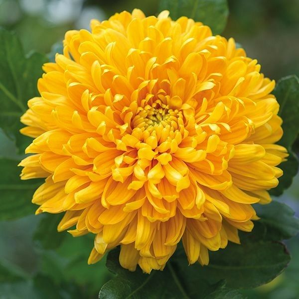 Chryzantéma 5 Chrysanthemum 'Altgold'