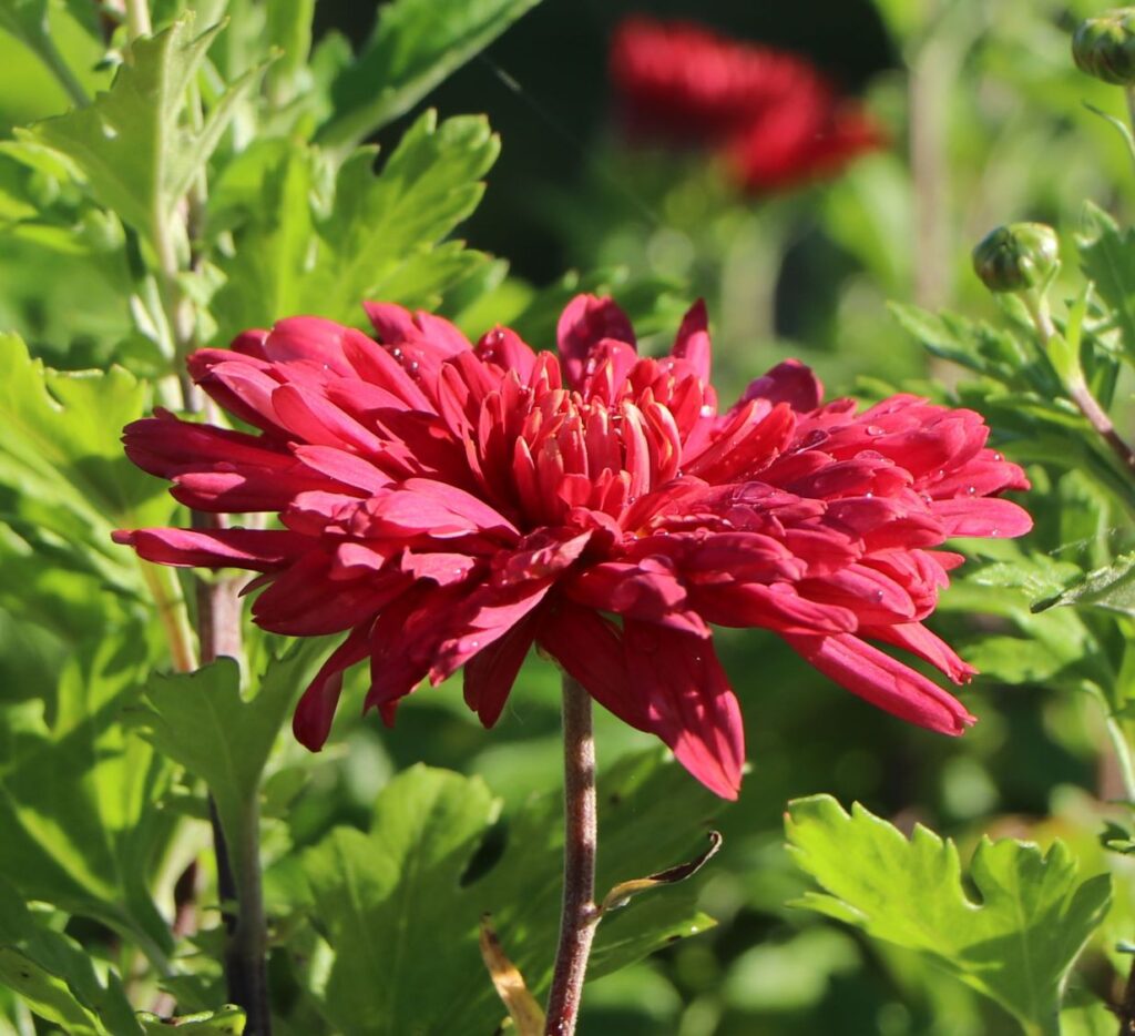Chryzantéma 6 Chrysanthemum 'Vesuv'