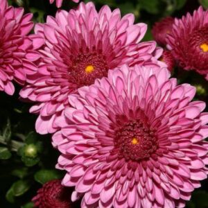 Chryzantéma (Chrysanthemum)