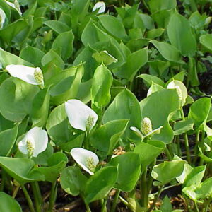 Ďáblík bahenní (Calla palustris)