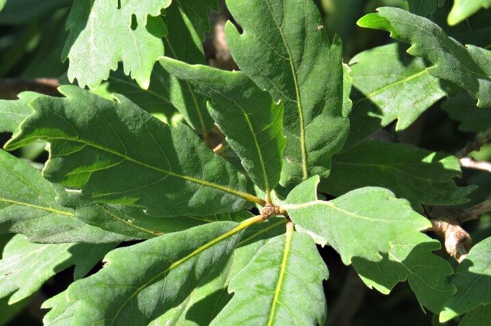 Dub 15 Dub Turnerův (Quercus × turneri 'Pseudoturneri')