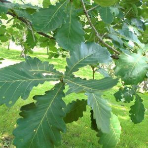 Dub zubatý, japonský císařský (Quercus dentata)