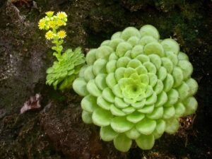 Eonium plocholisté (Aeonium tabuliforme)