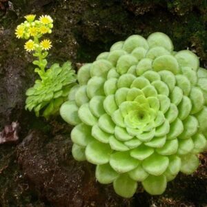 Eonium plocholisté (Aeonium tabuliforme)