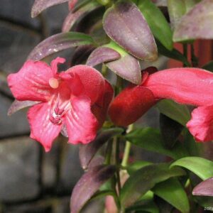 Eschynantus (Aeschynanthus)