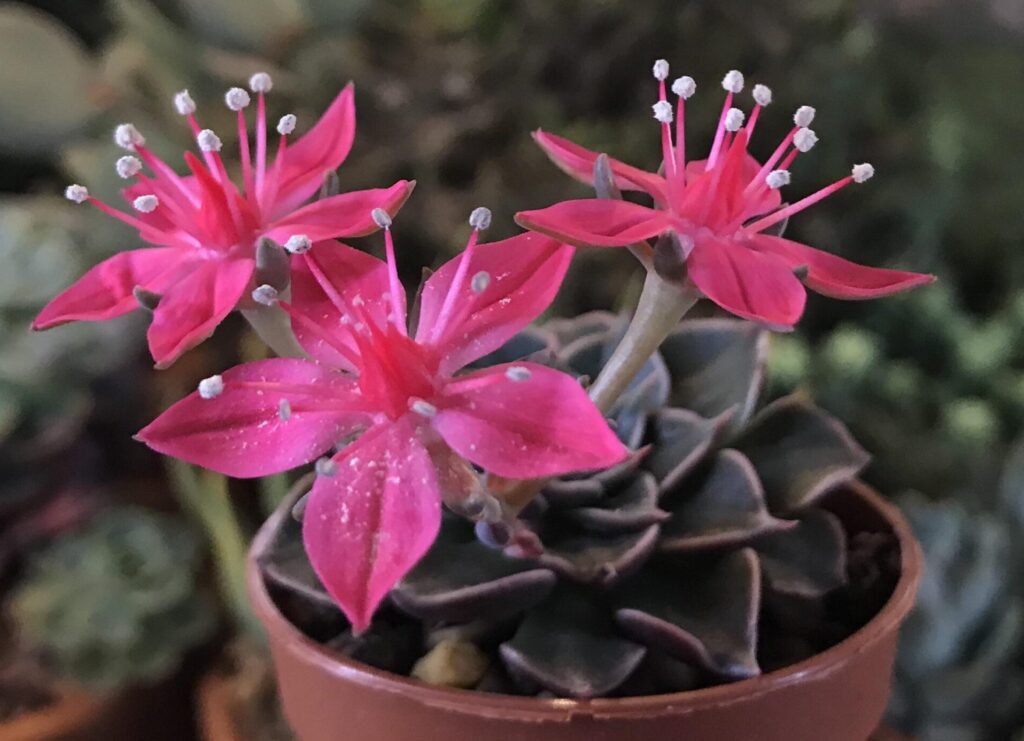 Graptopetalum 5 Graptopetalum bellum