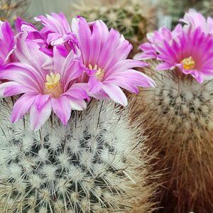 Gymnokaktus Beguiniho (Gymnocactus beguinii)