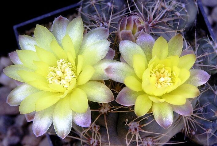 Gymnokalycium 1 Gymnokalycium Andreae (Gymnocalycium andreae)