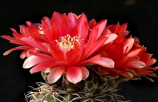 Gymnokalycium 2 Gymnokalycium Baldwinovo (Gymnocalycium baldianum)