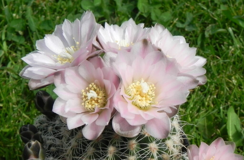 Gymnokalycium 3 Gymnokalycium Bruchiho (Gymnocalycium bruchii)