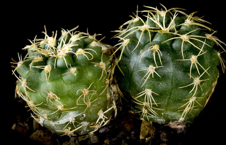 Gymnokalycium 4 Gymnokalycium Capillaense (G. capillaense)
