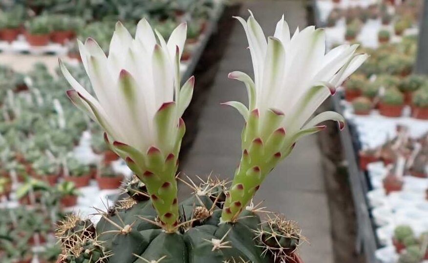 Gymnokalycium 5 Gymnokalycium Damsii (G. damsii)