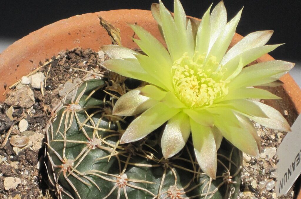 Gymnokalycium 7 Gymnokalycium Leeanum (G. leeanum)