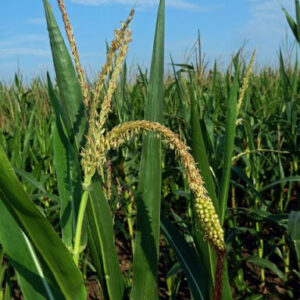 Kukuřice setá (Zea mays)