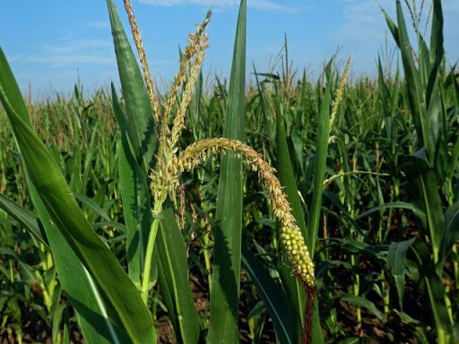 Kukuřice setá 1 Kukuřice setá (Zea mays)
