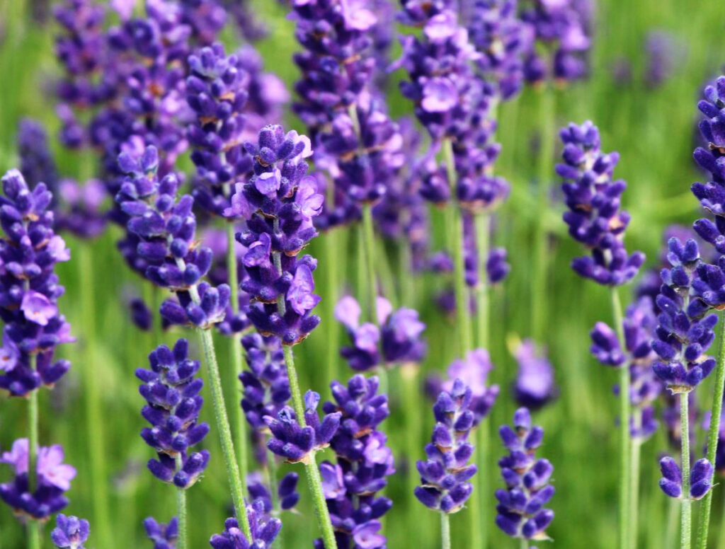 Pěstování levandule 1 Levandule (Lavandula)