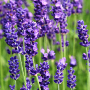 Levandule (Lavandula)
