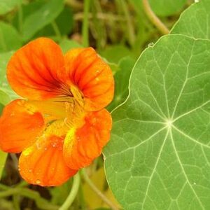 Lichořeřišnice (Tropaeolum)