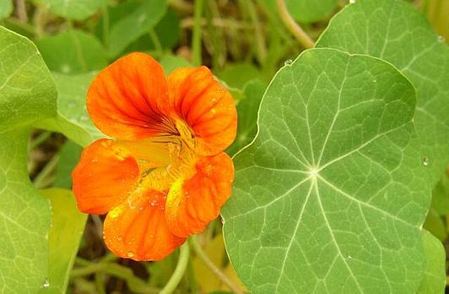 Lichořeřišnice 1 Lichořeřišnice (Tropaeolum)