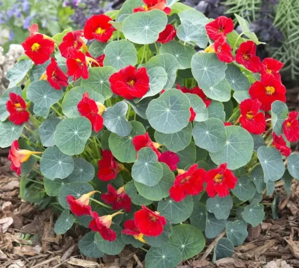 Lichořeřišnice menší (Tropaeolum minus) – kompaktní nízká forma se žlutými a oranžovými květy