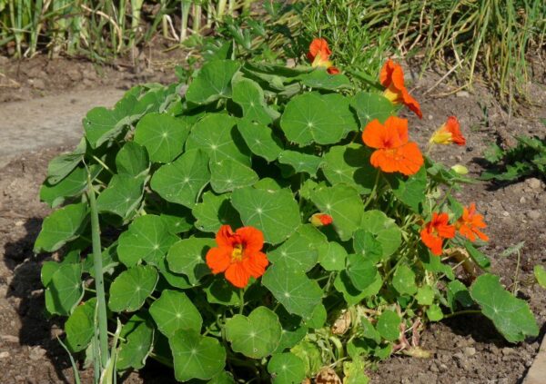 Lichořeřišnice větší (Tropaeolum majus) s oranžovými květy a kulatými štítovitými listy