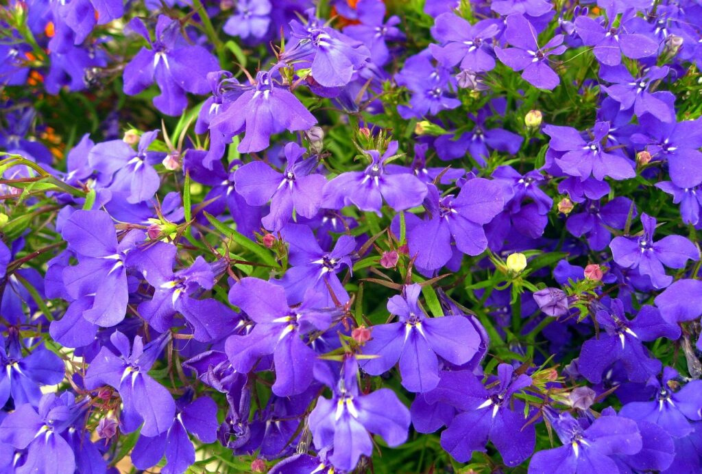 Lobelka 1 Lobelka (Lobelia)