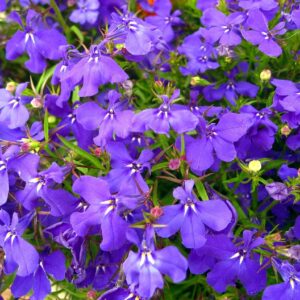 Lobelka (Lobelia)