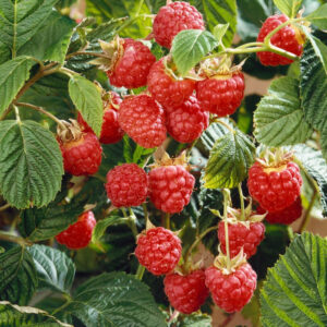 Maliník (Rubus idaeus)