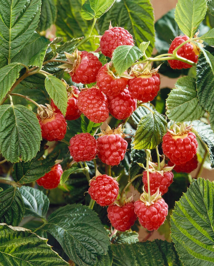 Pěstování maliny 2 Maliník (Rubus idaeus)