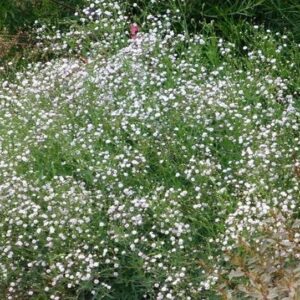 Nevěstin závoj (Gypsophila)