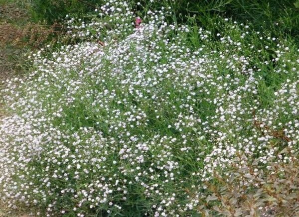 Nevěstin závoj (Gypsophila) s oblakem drobných bílých kvítků v záhonu