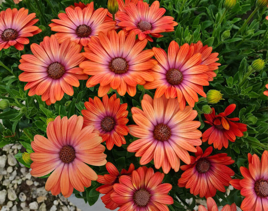 Osteospermum 2 Osteospermum 'Serenity'