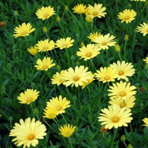 Osteospermum 'Voltage Yellow'