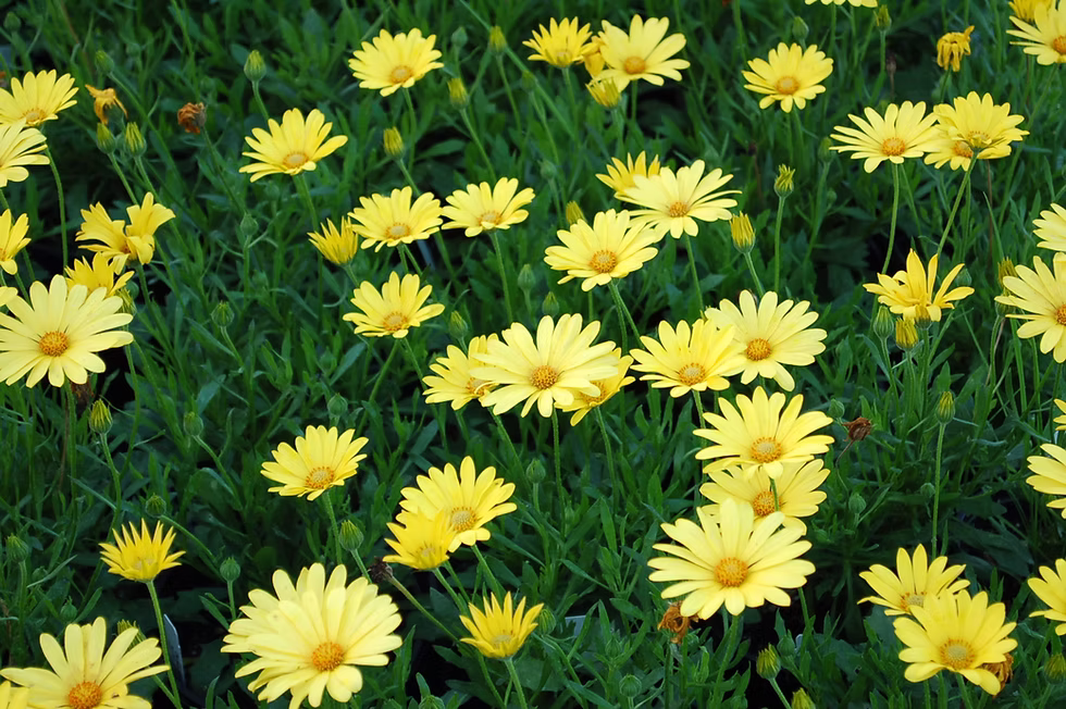 Osteospermum 1 Osteospermum 'Voltage Yellow'