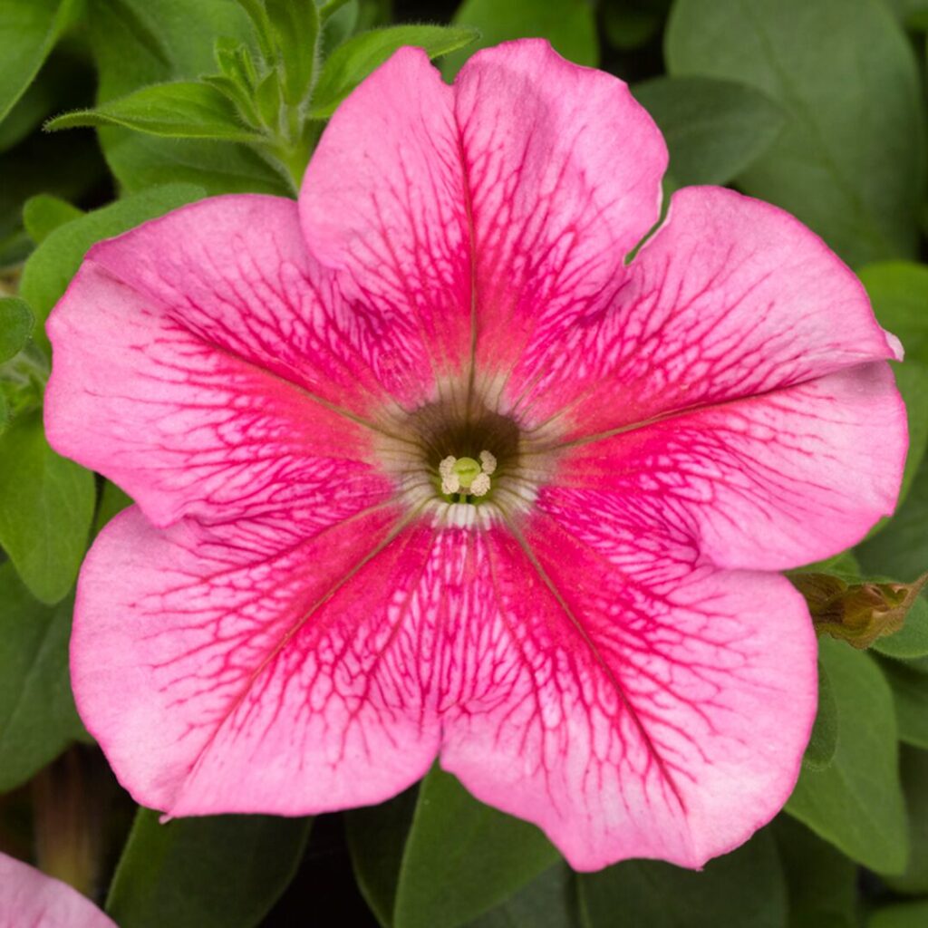 Petúnie 1 Petunia grandiflora